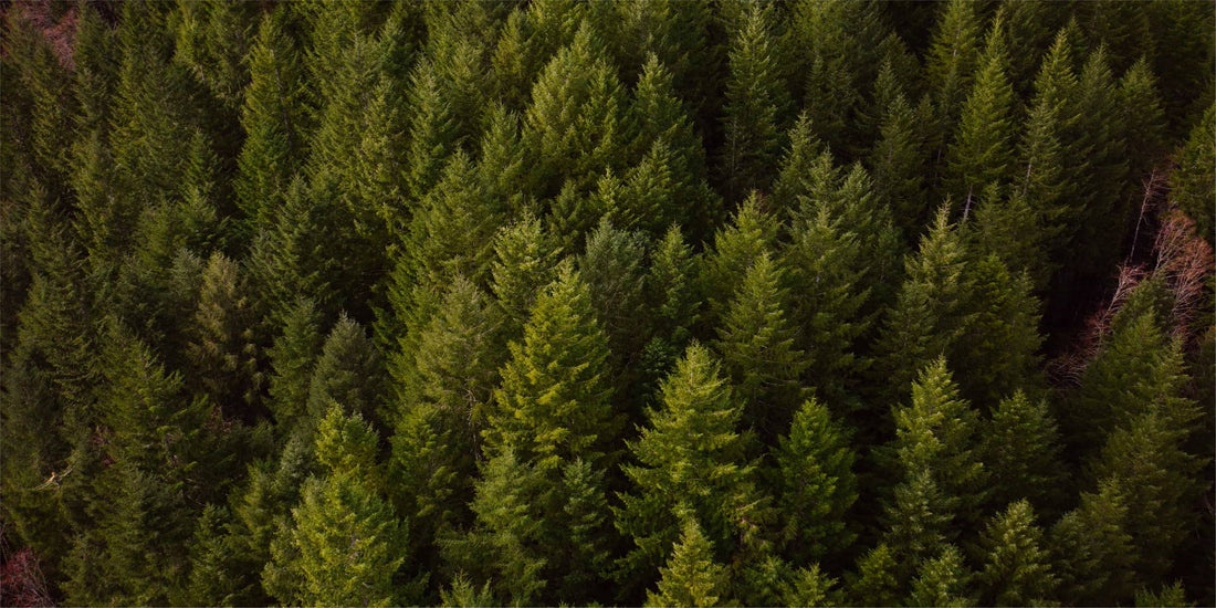 Apps to Help You Make the Most of the National Parks' Birthday